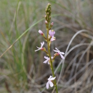 Stylidium sp. at Canberra Central, ACT - 24 Oct 2014 02:25 PM