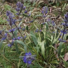 Ajuga australis (Austral Bugle) at Canberra Central, ACT - 24 Oct 2014 by AaronClausen