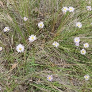 Calotis scabiosifolia var. integrifolia at Canberra Central, ACT - 24 Oct 2014 03:04 PM