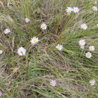 Calotis scabiosifolia var. integrifolia (Rough Burr-daisy) at Canberra Central, ACT - 24 Oct 2014 by AaronClausen
