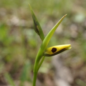 Diuris sulphurea at Canberra Central, ACT - suppressed