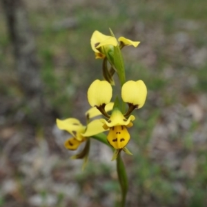 Diuris sulphurea at Canberra Central, ACT - 24 Oct 2014