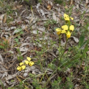 Diuris sulphurea at Canberra Central, ACT - 24 Oct 2014