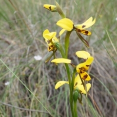 Diuris sulphurea (Tiger Orchid) at Canberra Central, ACT - 24 Oct 2014 by AaronClausen