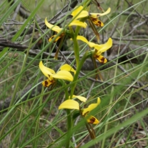 Diuris sulphurea at Canberra Central, ACT - 24 Oct 2014