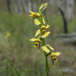 Diuris sulphurea at Canberra Central, ACT - suppressed