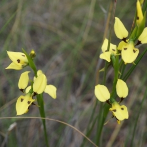 Diuris sulphurea at Canberra Central, ACT - suppressed