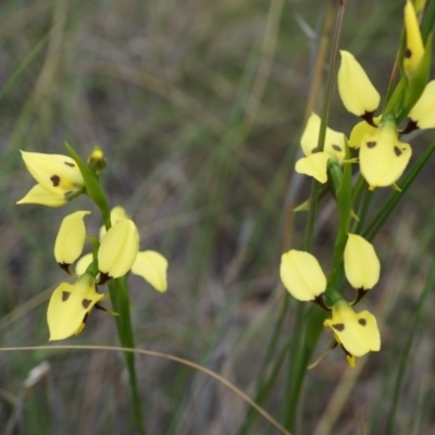 Diuris sulphurea (Tiger Orchid) at Canberra Central, ACT - 24 Oct 2014 by AaronClausen