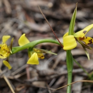 Diuris sulphurea at Canberra Central, ACT - suppressed