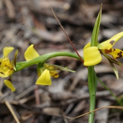 Diuris sulphurea (Tiger Orchid) at Canberra Central, ACT - 24 Oct 2014 by AaronClausen