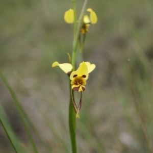 Diuris sulphurea at Canberra Central, ACT - 24 Oct 2014