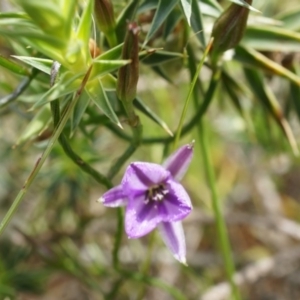 Thysanotus patersonii at Majura, ACT - 24 Oct 2014