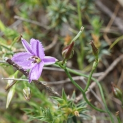 Thysanotus patersonii (Twining Fringe Lily) at Majura, ACT - 24 Oct 2014 by AaronClausen