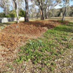 Vinca major at Ainslie, ACT - 2 Mar 2016