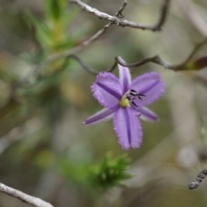 Thysanotus patersonii at Majura, ACT - 24 Oct 2014 12:25 PM