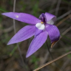 Glossodia major (Wax Lip Orchid) at Canberra Central, ACT - 24 Oct 2014 by AaronClausen