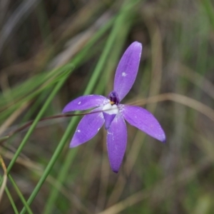 Glossodia major at Canberra Central, ACT - 24 Oct 2014