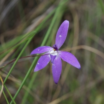 Glossodia major (Wax Lip Orchid) at Canberra Central, ACT - 24 Oct 2014 by AaronClausen