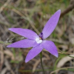 Glossodia major (Wax Lip Orchid) at Canberra Central, ACT - 24 Oct 2014 by AaronClausen