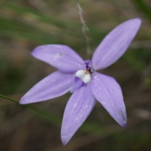 Glossodia major at Canberra Central, ACT - suppressed