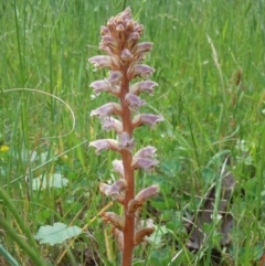 Orobanche minor (Broomrape) at Goorooyarroo NR (ACT) - 24 Oct 2014 by lyndsey