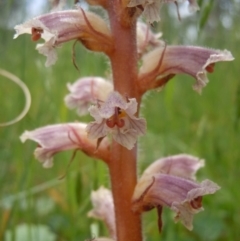 Orobanche minor at Goorooyarroo NR (ACT) - 24 Oct 2014