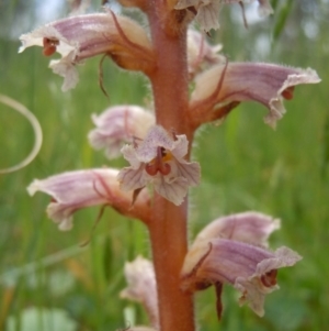 Orobanche minor at Goorooyarroo NR (ACT) - 24 Oct 2014 02:27 PM