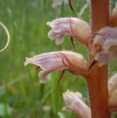 Orobanche minor at Goorooyarroo NR (ACT) - 24 Oct 2014 02:27 PM