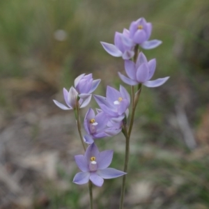 Thelymitra peniculata at Canberra Central, ACT - suppressed