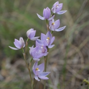 Thelymitra peniculata at Canberra Central, ACT - suppressed