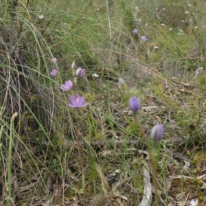 Thelymitra peniculata at Canberra Central, ACT - suppressed