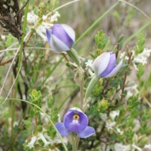 Thelymitra pauciflora at Canberra Central, ACT - suppressed