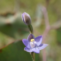 Thelymitra pauciflora (Slender Sun Orchid) at Majura, ACT - 24 Oct 2014 by AaronClausen