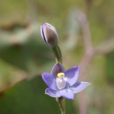 Thelymitra pauciflora (Slender Sun Orchid) at Majura, ACT - 24 Oct 2014 by AaronClausen