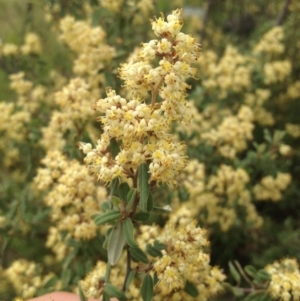 Pomaderris pallida at Tuggeranong DC, ACT - 24 Oct 2014 03:02 PM