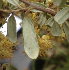 Pomaderris pallida at Tuggeranong DC, ACT - 24 Oct 2014 03:02 PM