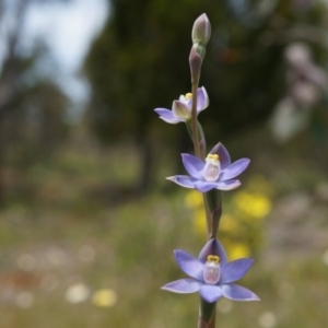 Thelymitra pauciflora at Majura, ACT - suppressed