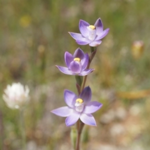 Thelymitra pauciflora at Majura, ACT - suppressed