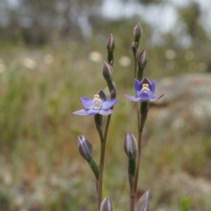 Thelymitra pauciflora at Majura, ACT - suppressed