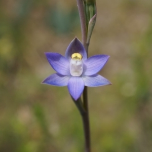 Thelymitra pauciflora at Majura, ACT - suppressed