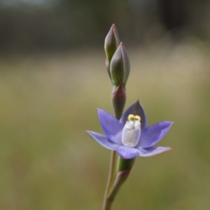 Thelymitra pauciflora at Majura, ACT - suppressed