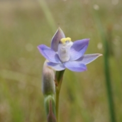 Thelymitra pauciflora (Slender Sun Orchid) at Majura, ACT - 24 Oct 2014 by AaronClausen