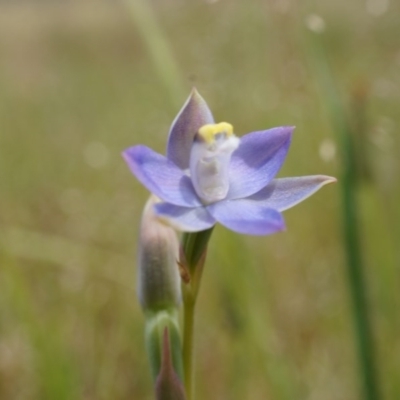 Thelymitra pauciflora (Slender Sun Orchid) at Majura, ACT - 24 Oct 2014 by AaronClausen