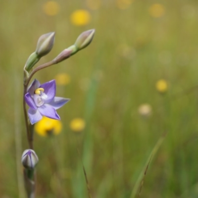 Thelymitra pauciflora (Slender Sun Orchid) at Majura, ACT - 24 Oct 2014 by AaronClausen