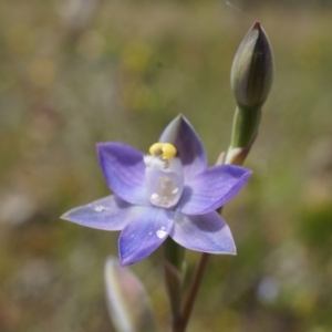 Thelymitra pauciflora at Majura, ACT - 24 Oct 2014