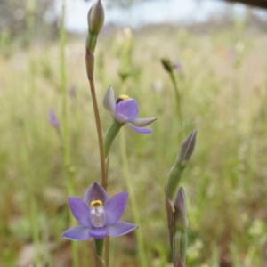 Thelymitra pauciflora at Majura, ACT - suppressed