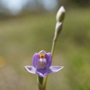 Thelymitra peniculata at Majura, ACT - suppressed