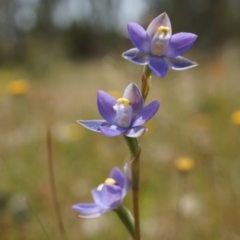 Thelymitra pauciflora (Slender Sun Orchid) at Majura, ACT - 24 Oct 2014 by AaronClausen