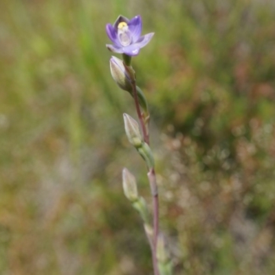 Thelymitra pauciflora (Slender Sun Orchid) at Majura, ACT - 24 Oct 2014 by AaronClausen