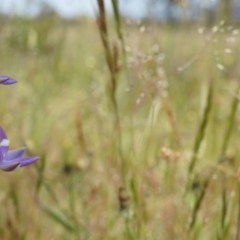 Thelymitra pauciflora (Slender Sun Orchid) at Majura, ACT - 24 Oct 2014 by AaronClausen